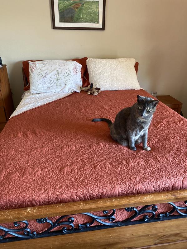 Photo from CaliKat