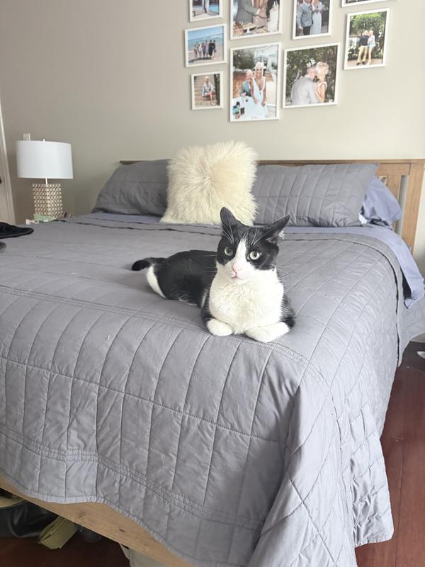 Cat approved