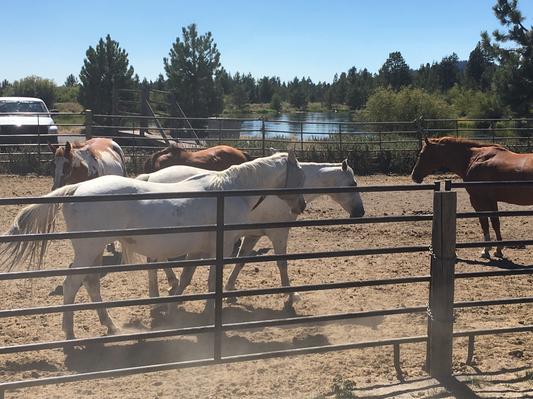 Even the Sunriver horses have a great river view.