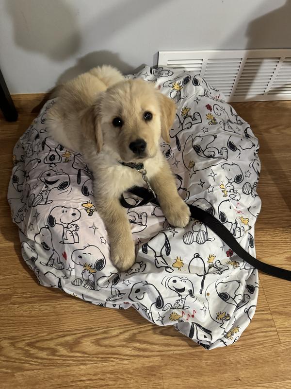 Boomer loves it!