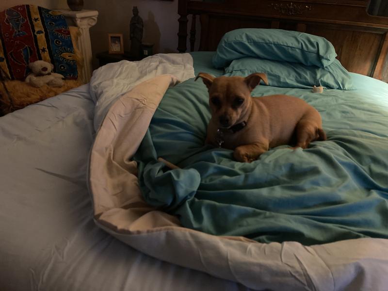 And my pup likes it to