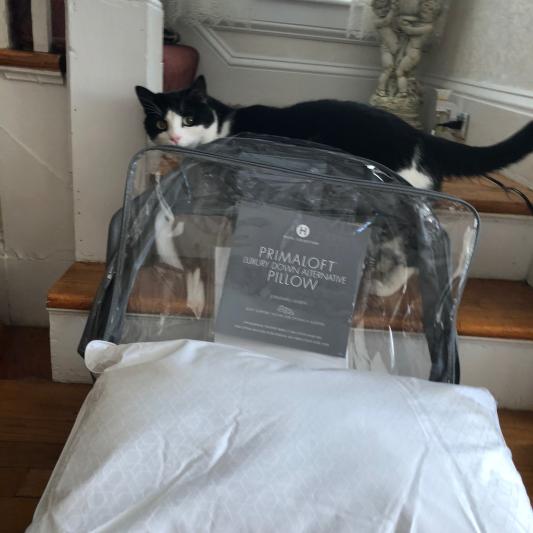pillow