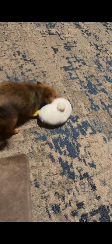 Maggie and her new toy.