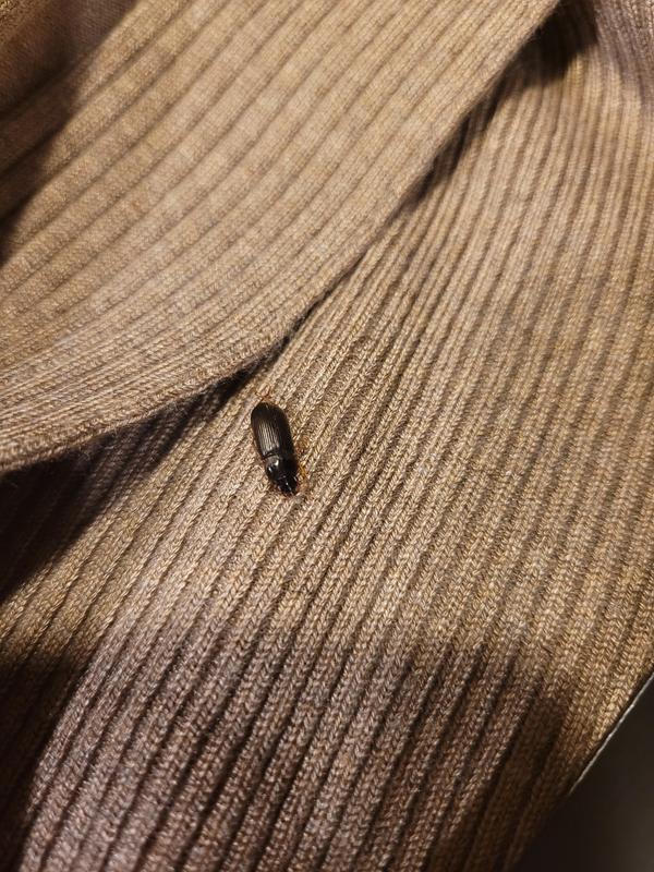 Sweater arrived with a bug