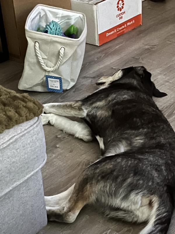 Loki is guarding his treasures in his treasure chest!