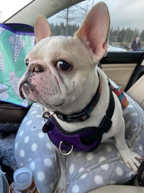 Frenchie ornament to commemorate my dog