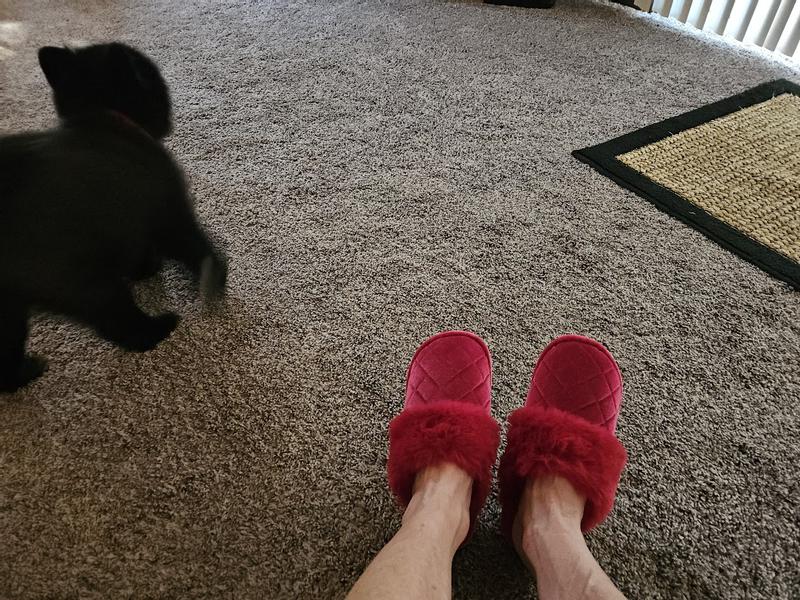 Beautiful red--very festive right now (sorry about the dog)