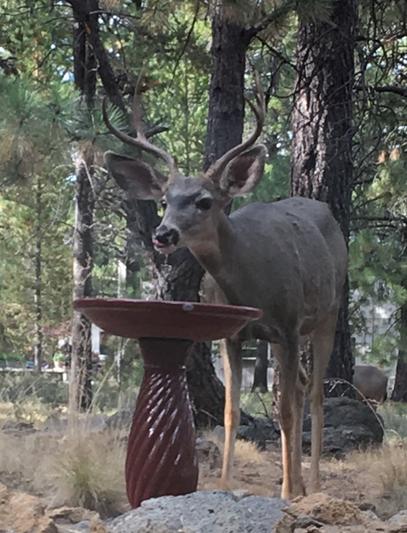 Regular fall visitor to our bird bath.