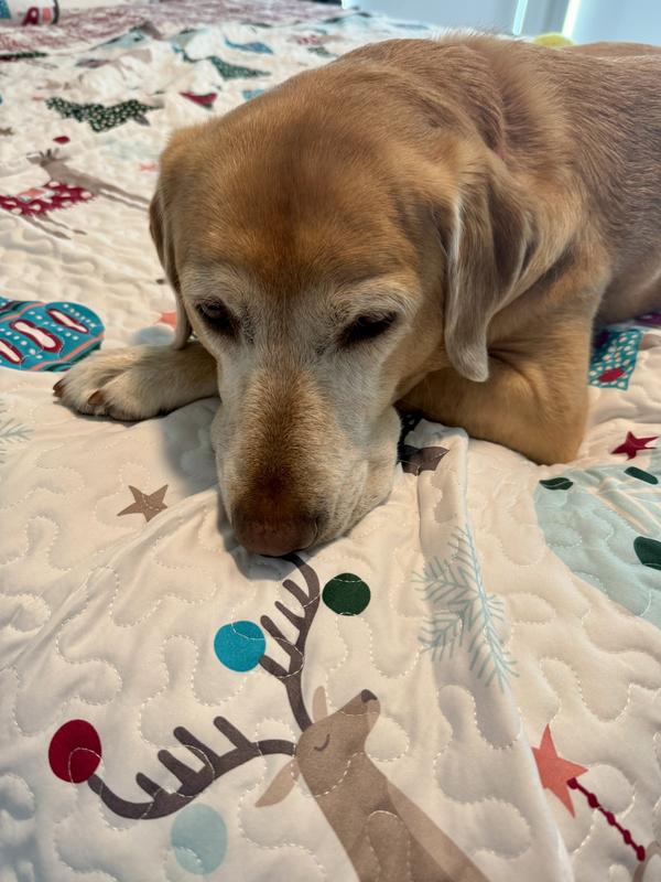 The Lab appreciated it, too!