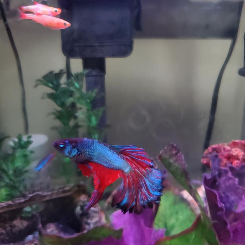 Therapy Fish - "Blaze"