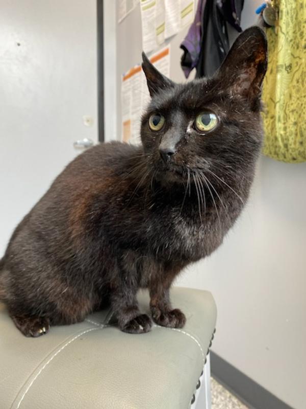 Gypsy enjoyed the mattress for a couple of weeks. The height made it easy for her get on the bed.