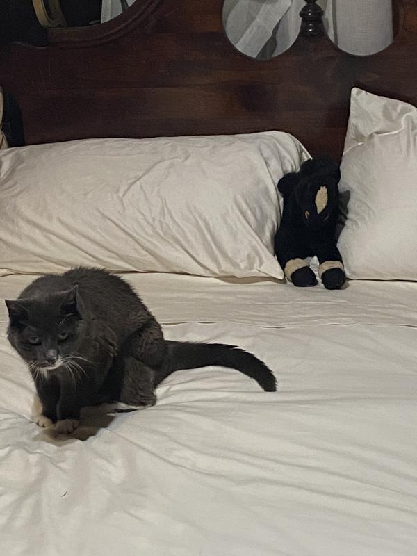 New Sheets get approved by Queen Zoe.
