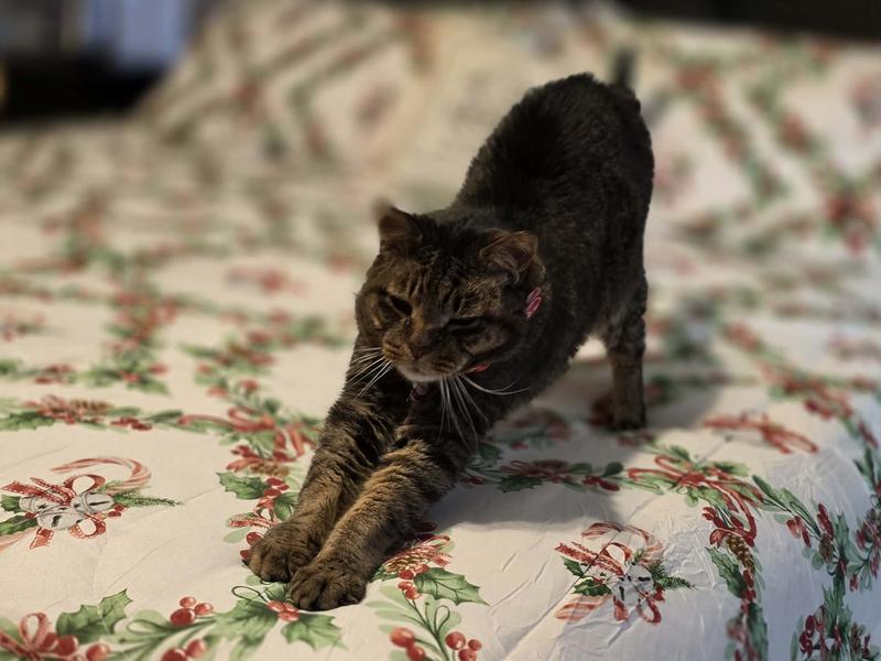 Even my cat loved it!