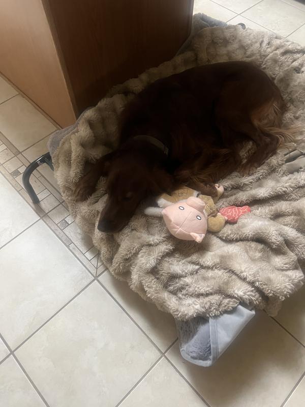 Sleeps with his piggy.