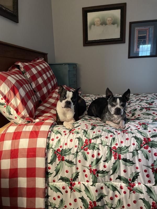 Fur babies love it too!