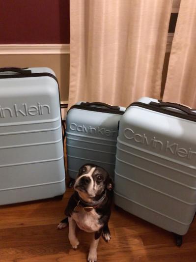 Our 27lb Boston Terrier Mix is posed in front of the luggage for scale.