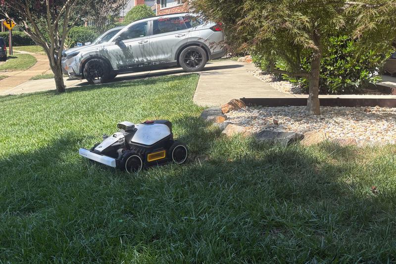 "Tommy" at work in the my front yard.
