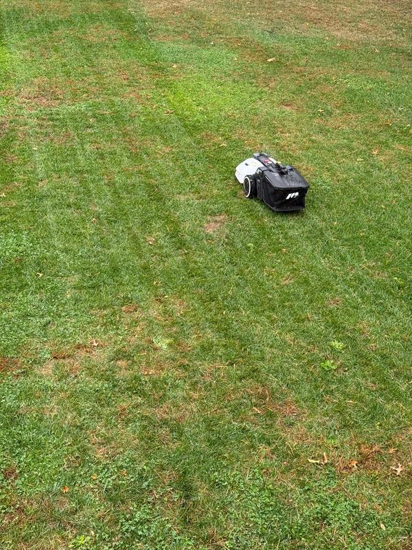 yuka mowing and collecting leaves on a rainy day