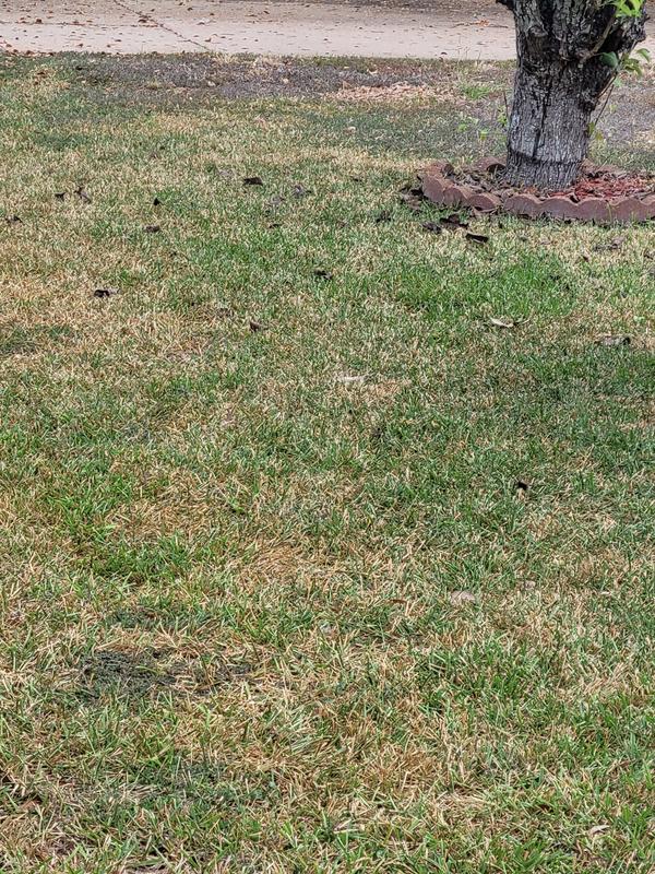 First mow with the Yuka Mini 600H