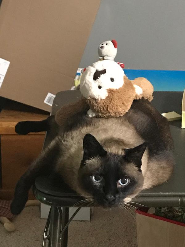 Paul on Chapa (the cat) with Ronald (the bear) on his back