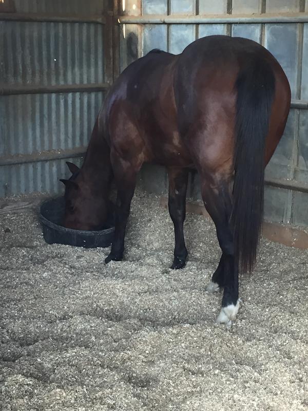 Cats A Lil Peppy- aka Johnny is a calf manna horse from birth to present.