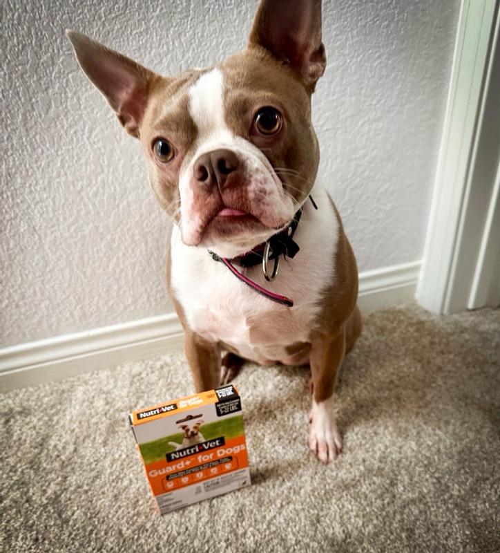 Vetguard plus for small dogs hotsell