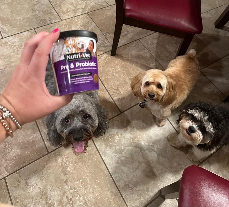 Nutri vet outlet probiotics for dogs