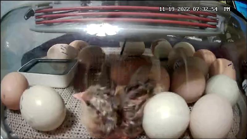 Nurture Right 360° Egg Incubator | MannaPro