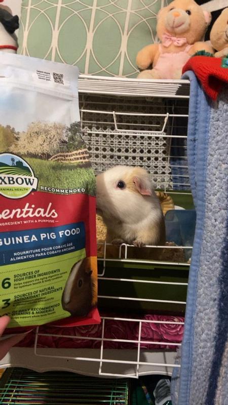 Senior guinea pig outlet food