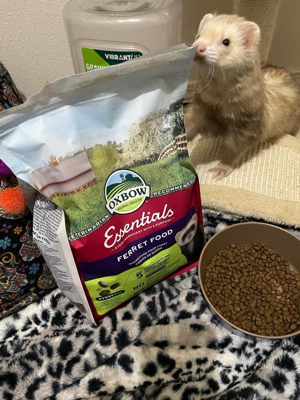 Oxbow ferret food best sale