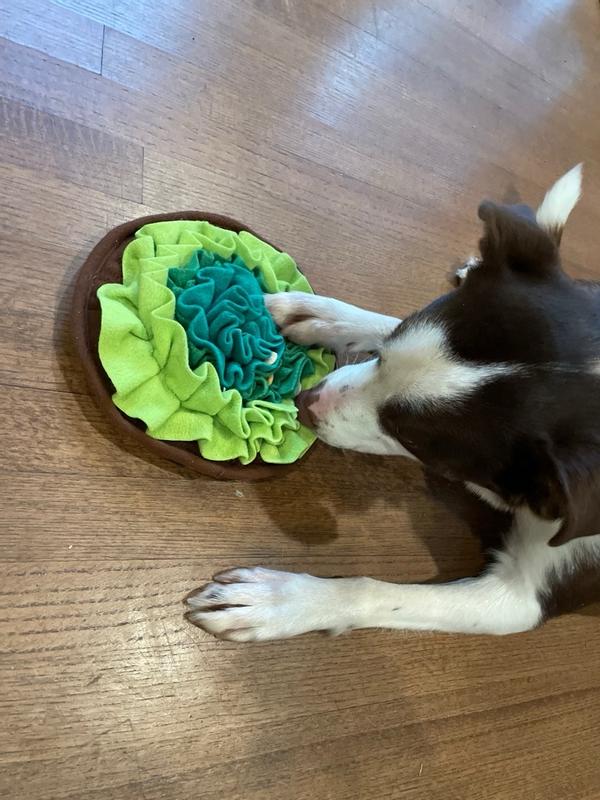 Can dogs eat lettuce or retailers avocado