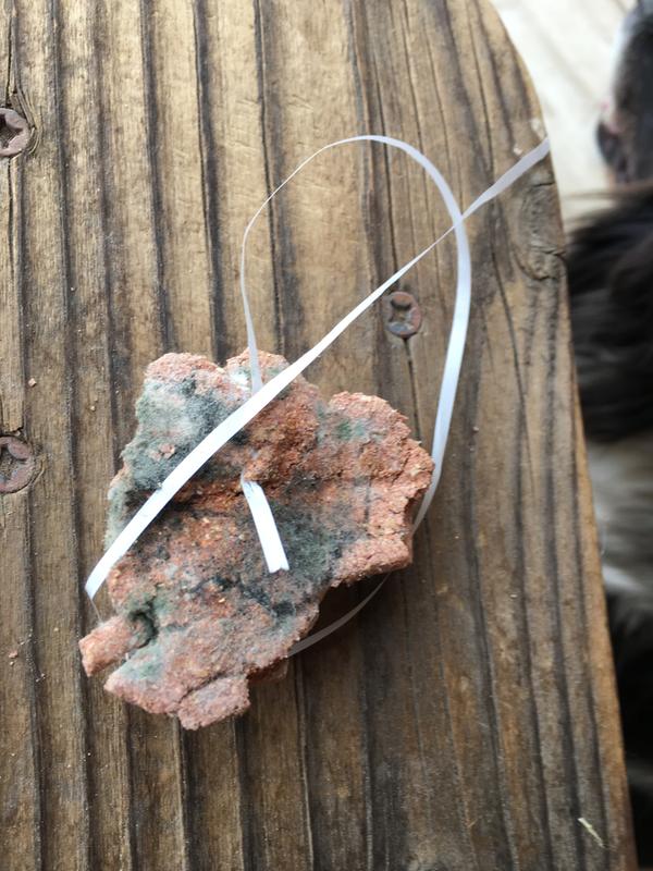 Found this when I opened the bag along with other chucnks of moldy feed.