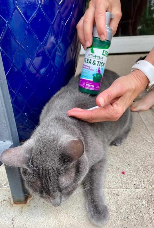 Best flea treatment for cats reviews sale