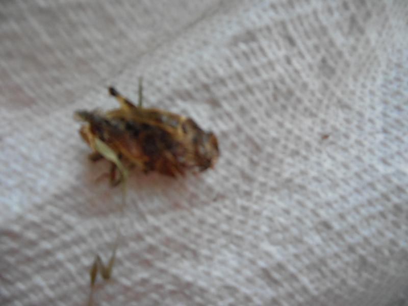 Dried insect