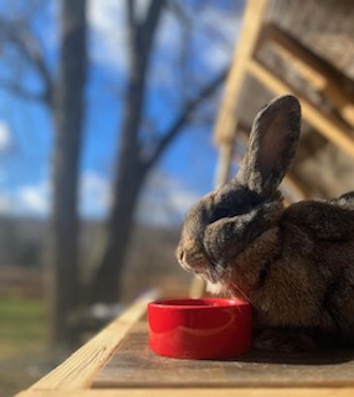 Oxbow simple harvest young hotsell rabbit food