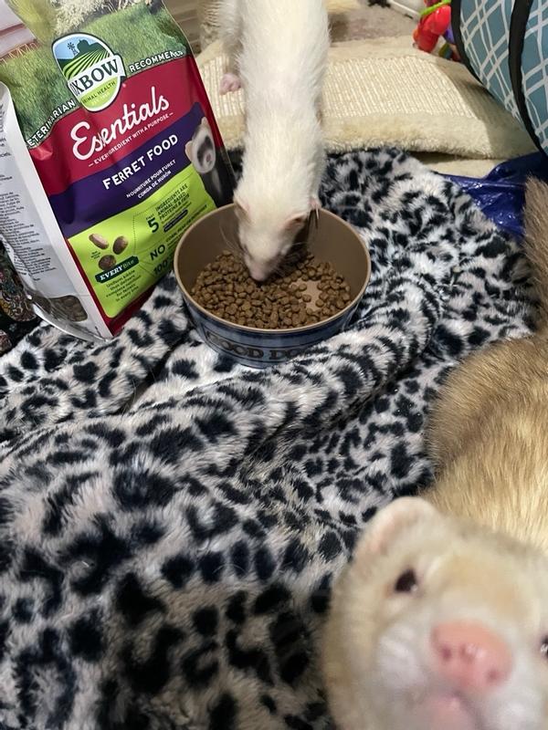 Can ferrets outlet eat cat treats