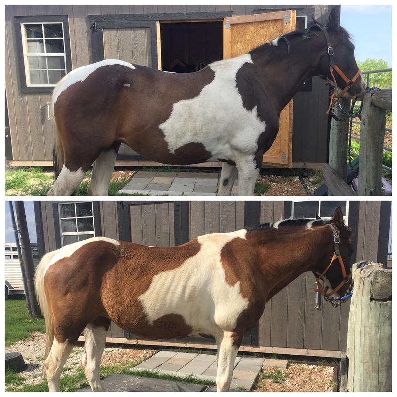 Kona Coffee One Month Comparison