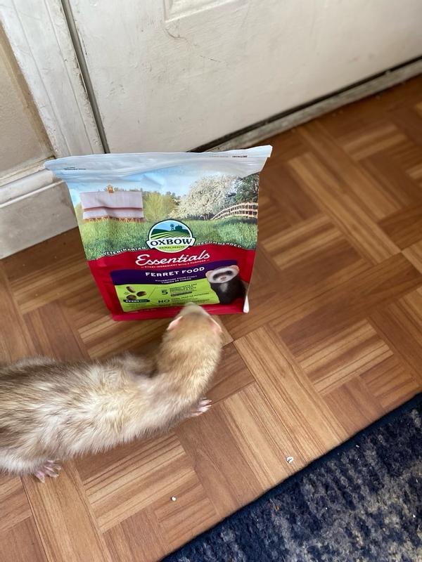 Oxbow ferret clearance food