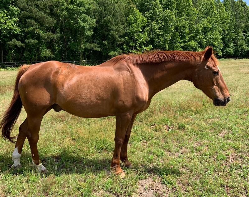 Jubal. 26 year old Quarter Horse