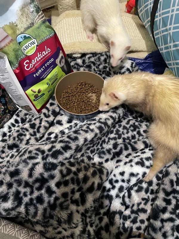 Can guinea pigs outlet eat ferret food