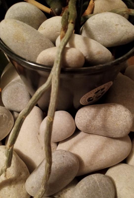 Pebbles with my orchid