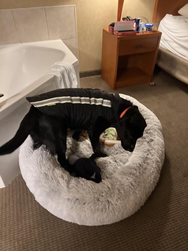 60 pound 10 month lab