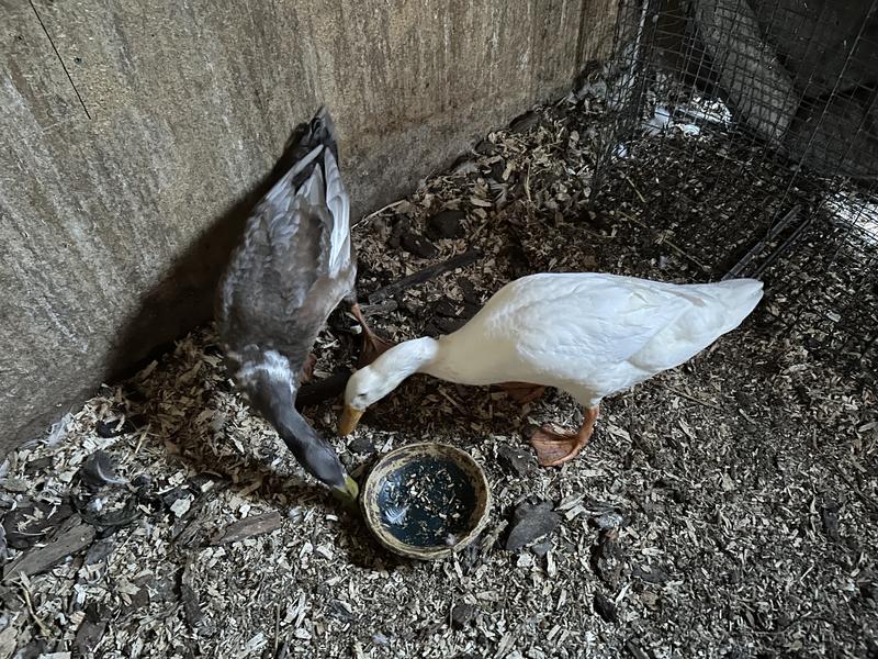 The Ducks