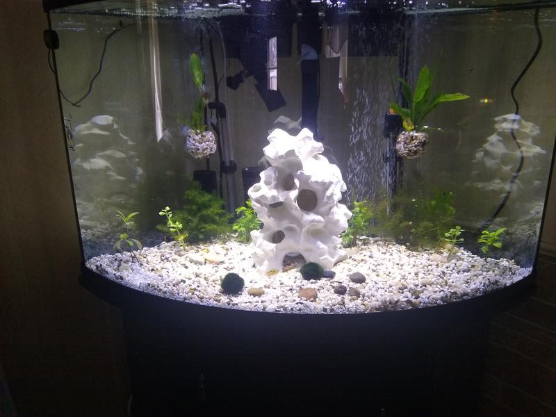 54 gallon corner clearance tank