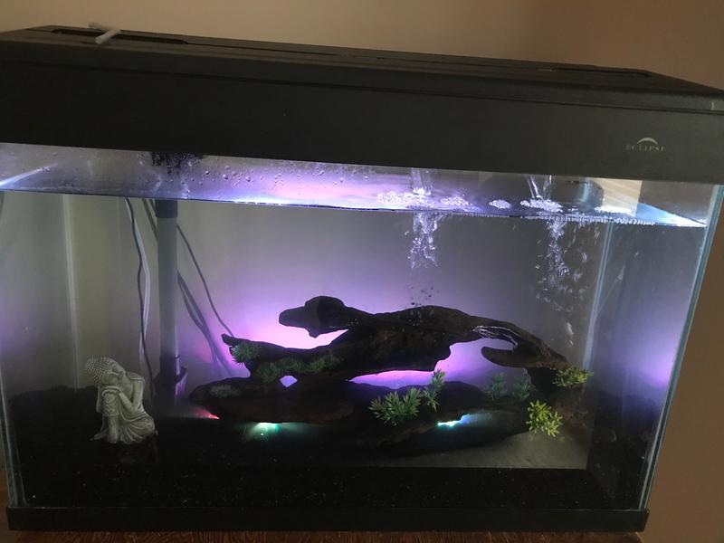 Eclipse clearance fish tank