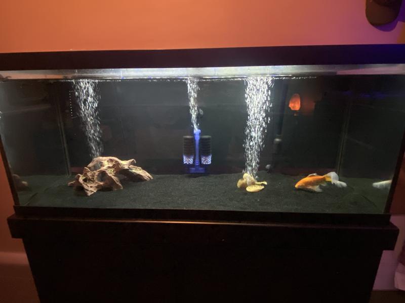 75 gallon shop aquarium starter kit