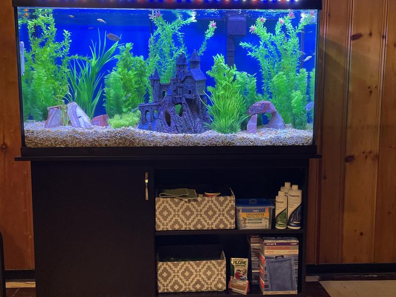 Petsmart 60 gallon store aquarium