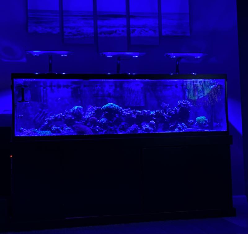 Marineland, Seapora, Aqueon - 90 gallon aquarium 48x18x24 – Whitlyn Aquatics