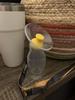 The lanyard and yellow stopper are great features!