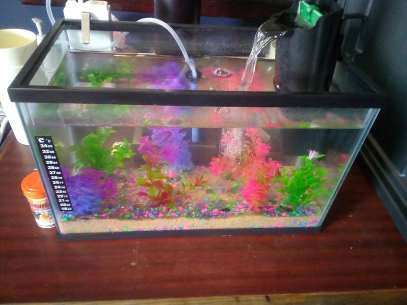 TETRA Glass Aquarium, 5.5-gal 